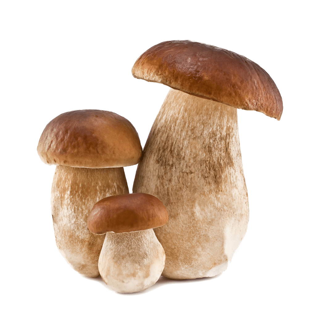 Mushroom pin page clipart picture