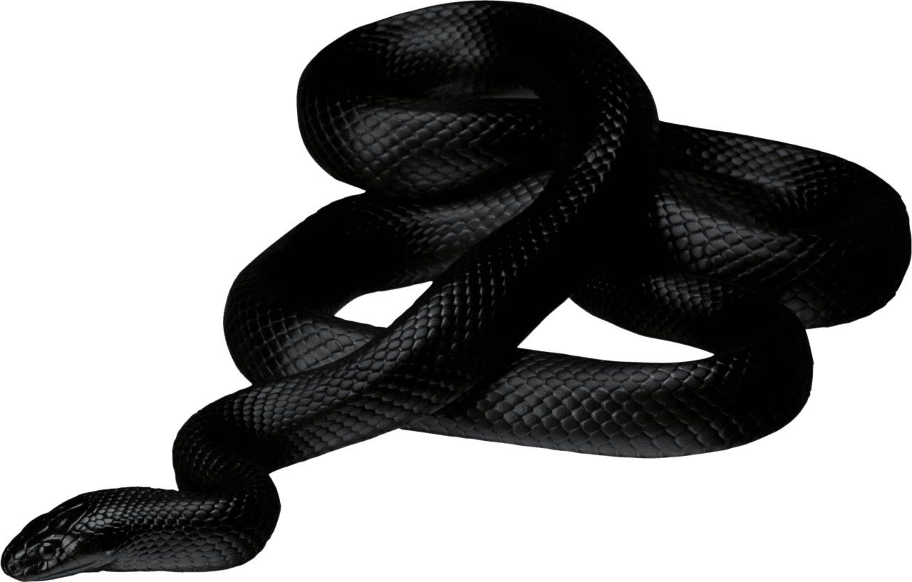 Black snake anaconda clipart clip art