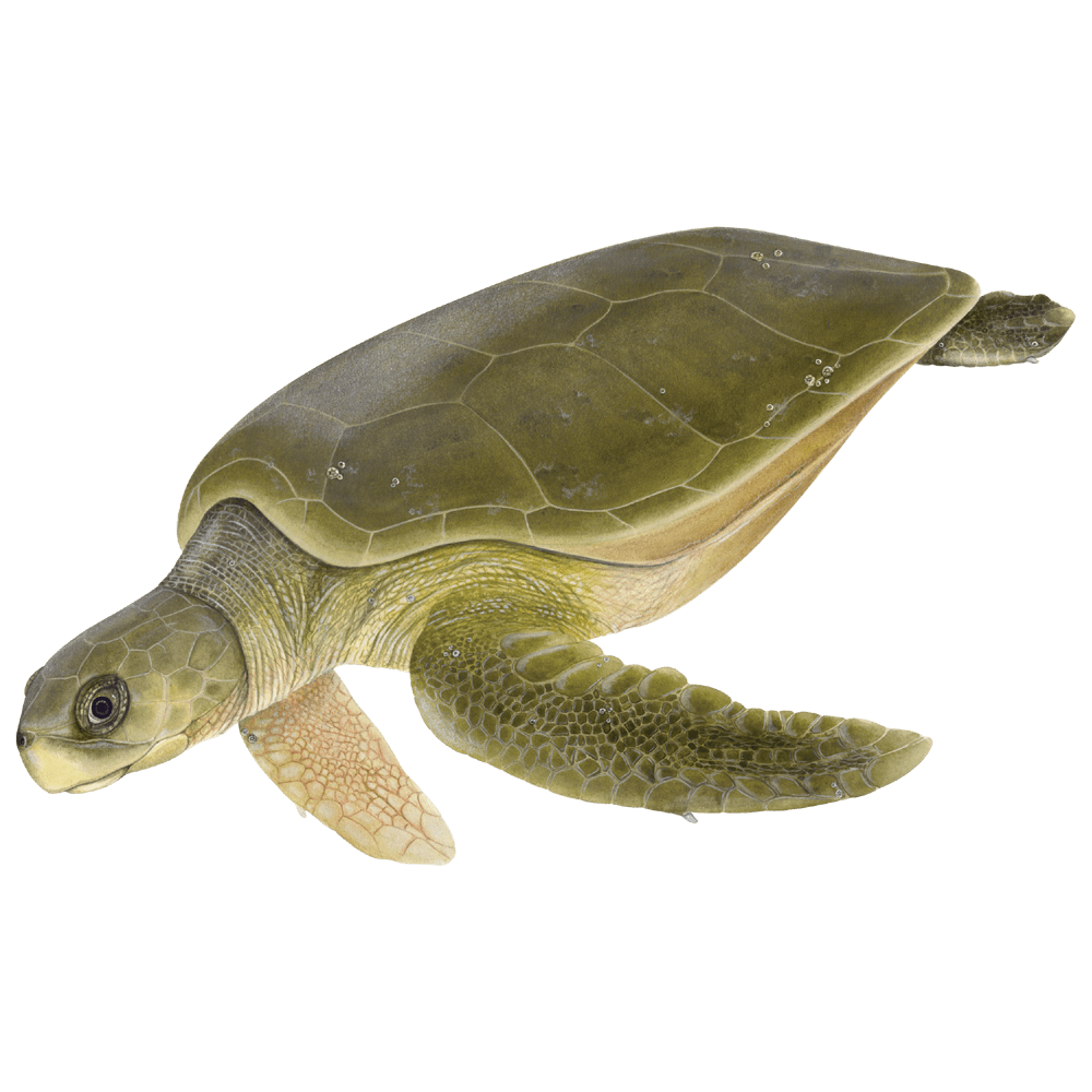 Green sea turtle images hd photo clipart