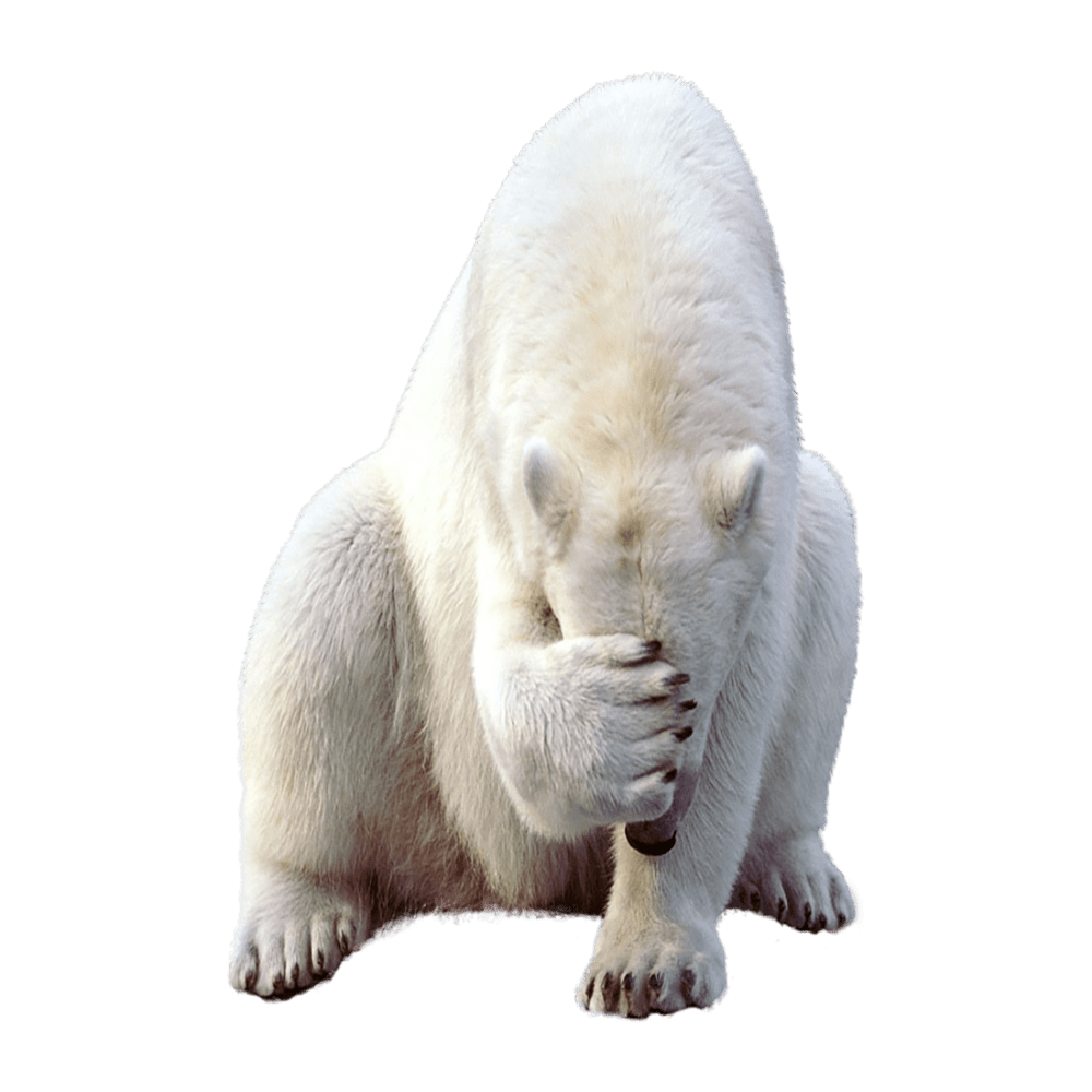 Polar bear images hd photo clipart