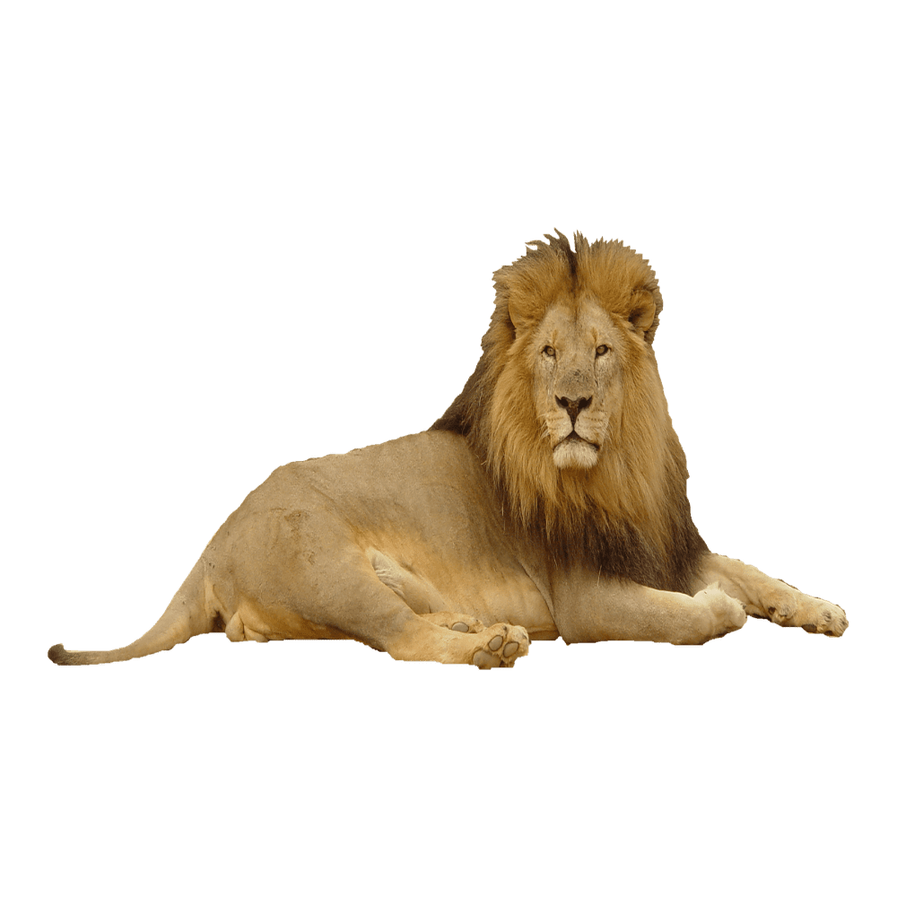 Lion images hd photo clipart photos pictures 2