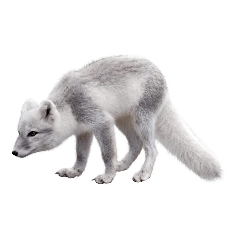 Arctic fox images hd photo clipart 3