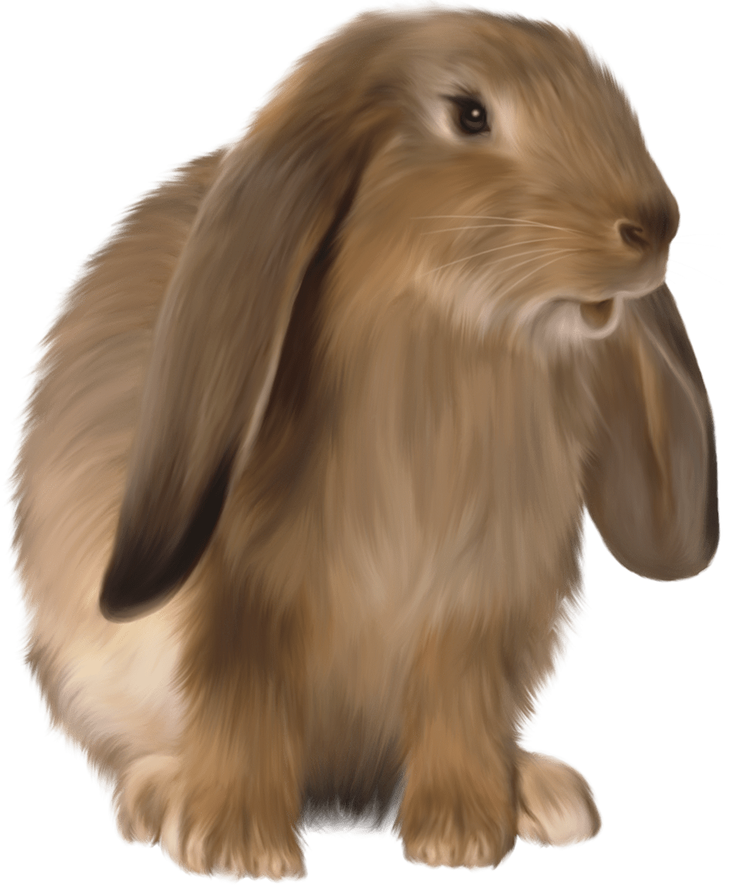 Rabbit cute brown bunny picture clipart