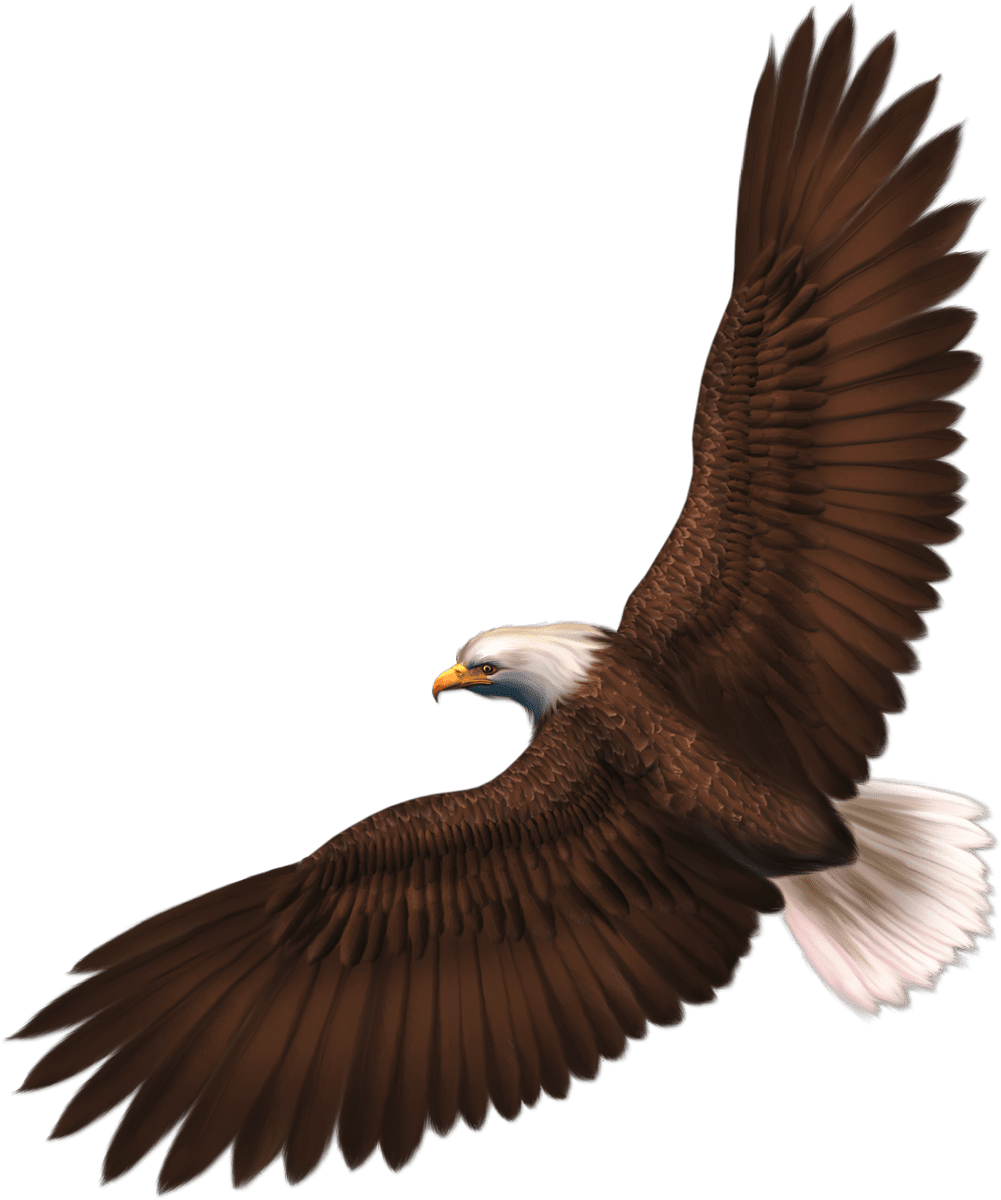 Eagle image with transparency background clipart