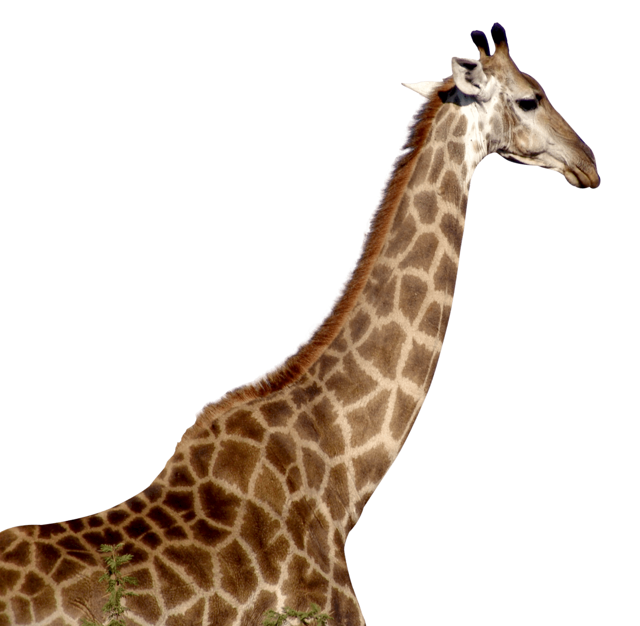 Giraffe clipart photo