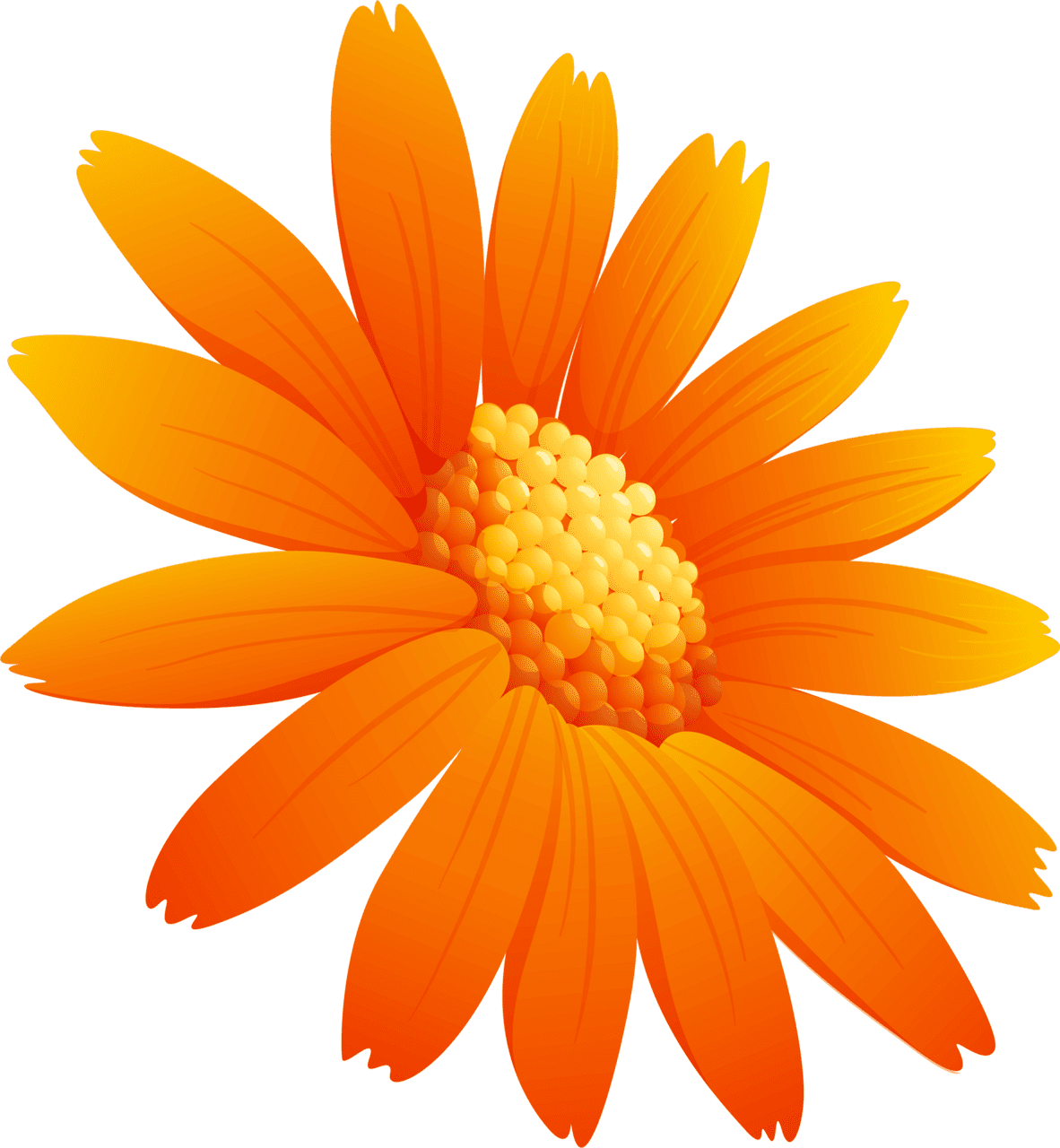 Daisy orange color flower vector images flowers clipart