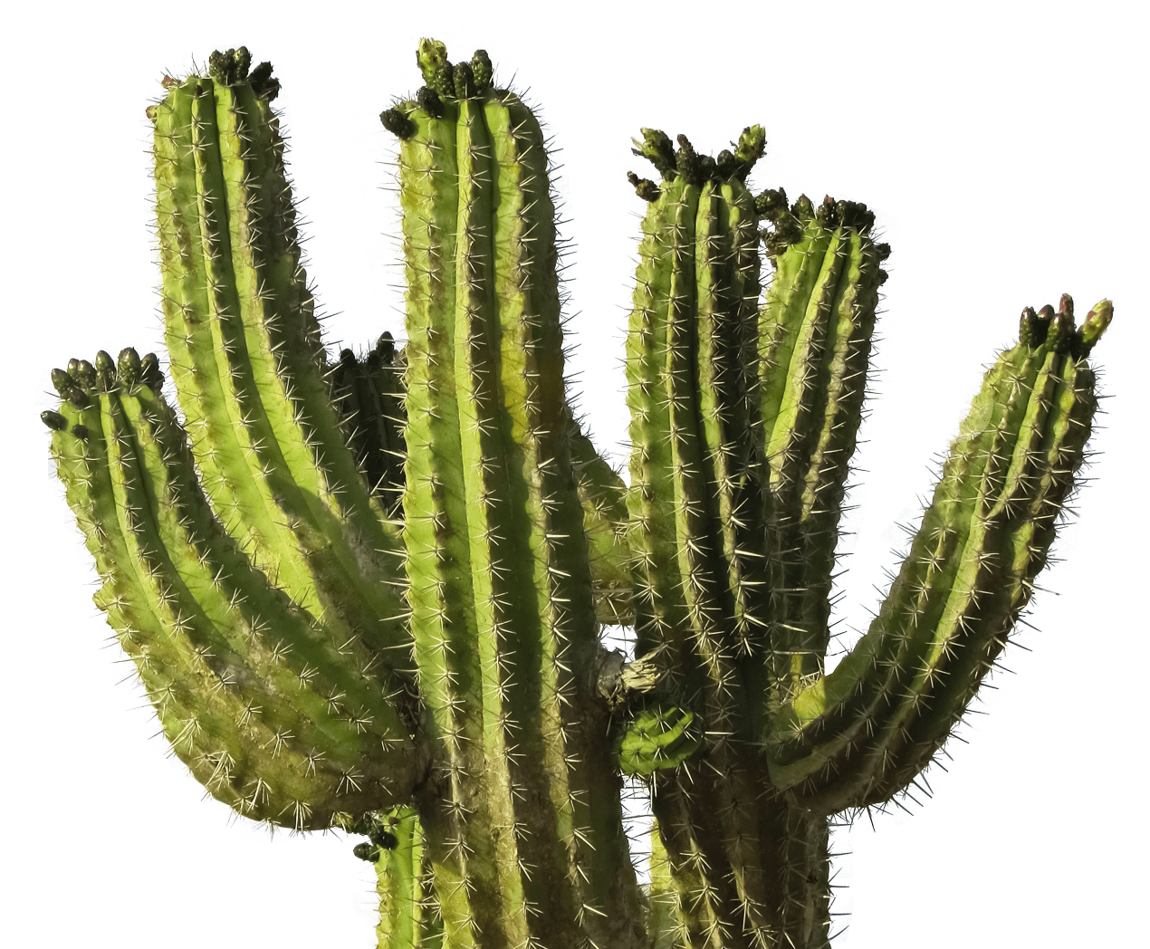 Cactus clipart vector