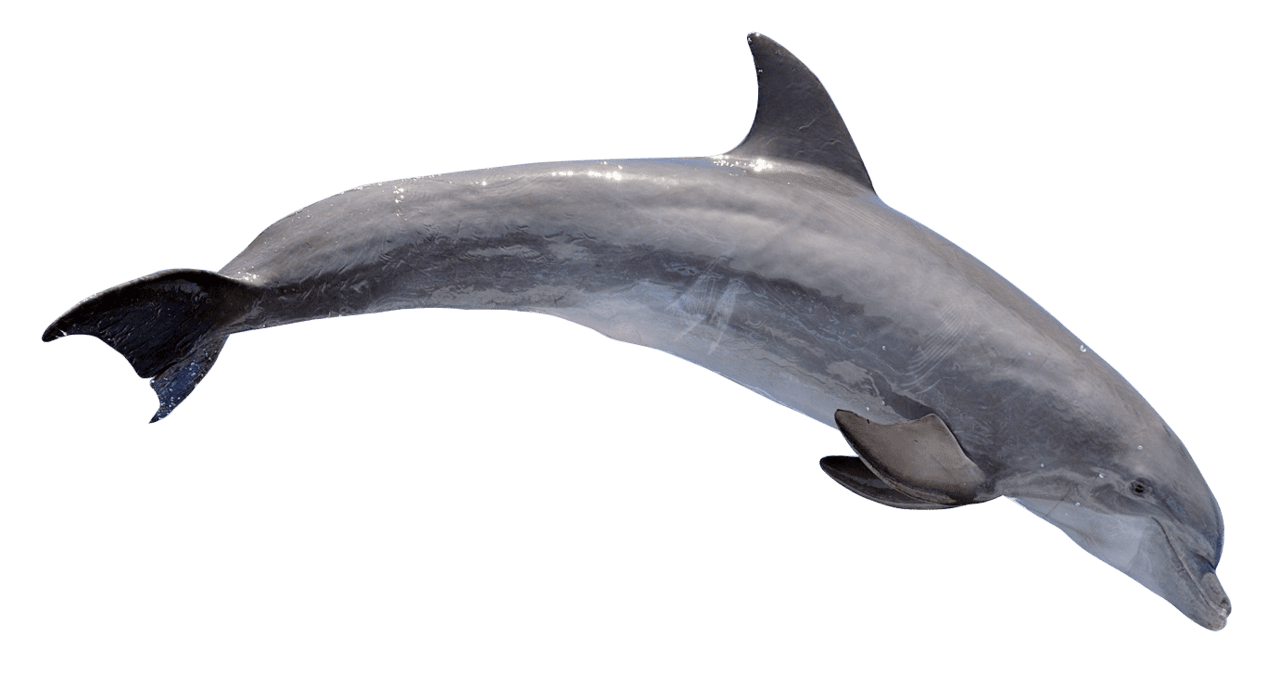 Dolphin clipart picture