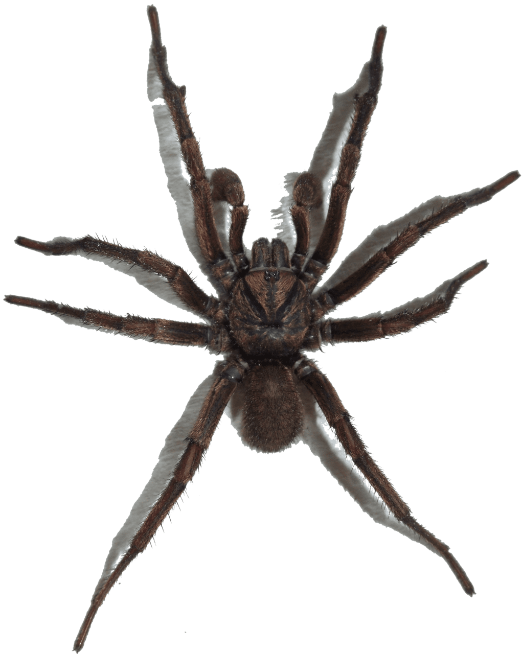 Spider pictures creepy images clipart