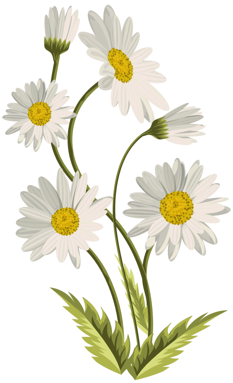 Daisy daisies clipart image