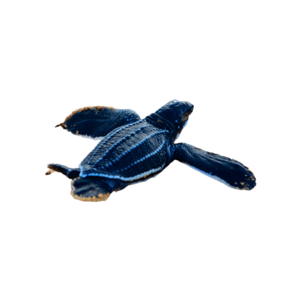 Leatherback sea turtle images hd photo clipart