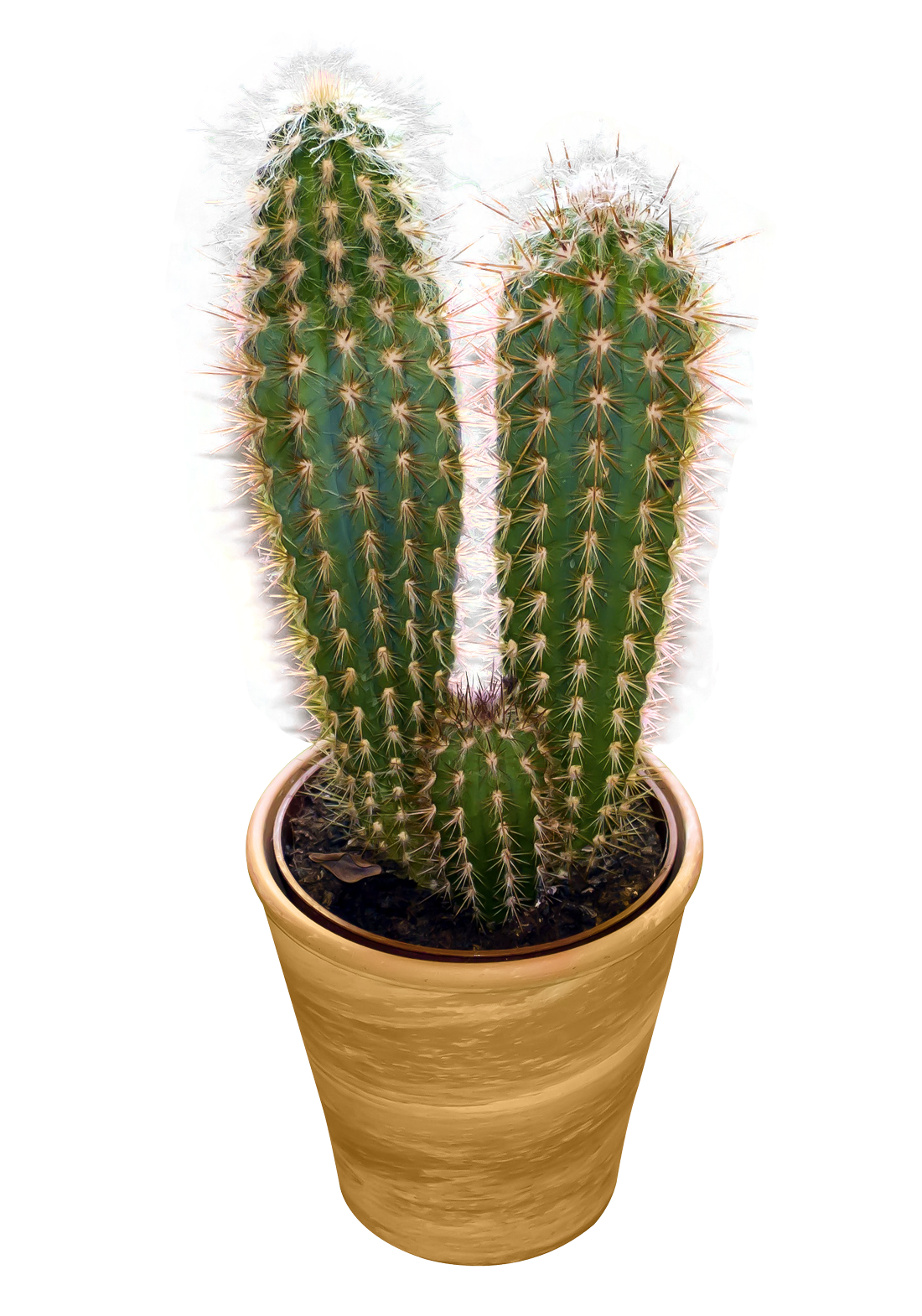 Cactus clipart free