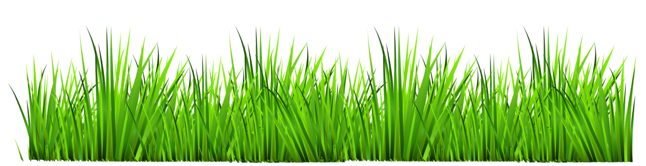 Grass decor clipart transparent