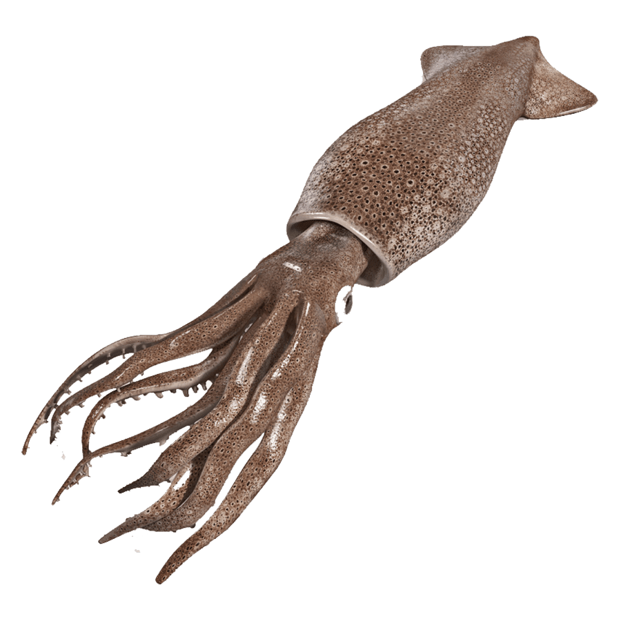 Octopus colossal squid images hd photo clipart