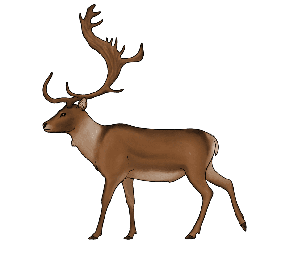 Deer praemegaceros cazioti recon by sanciusart deviantart clipart clip art