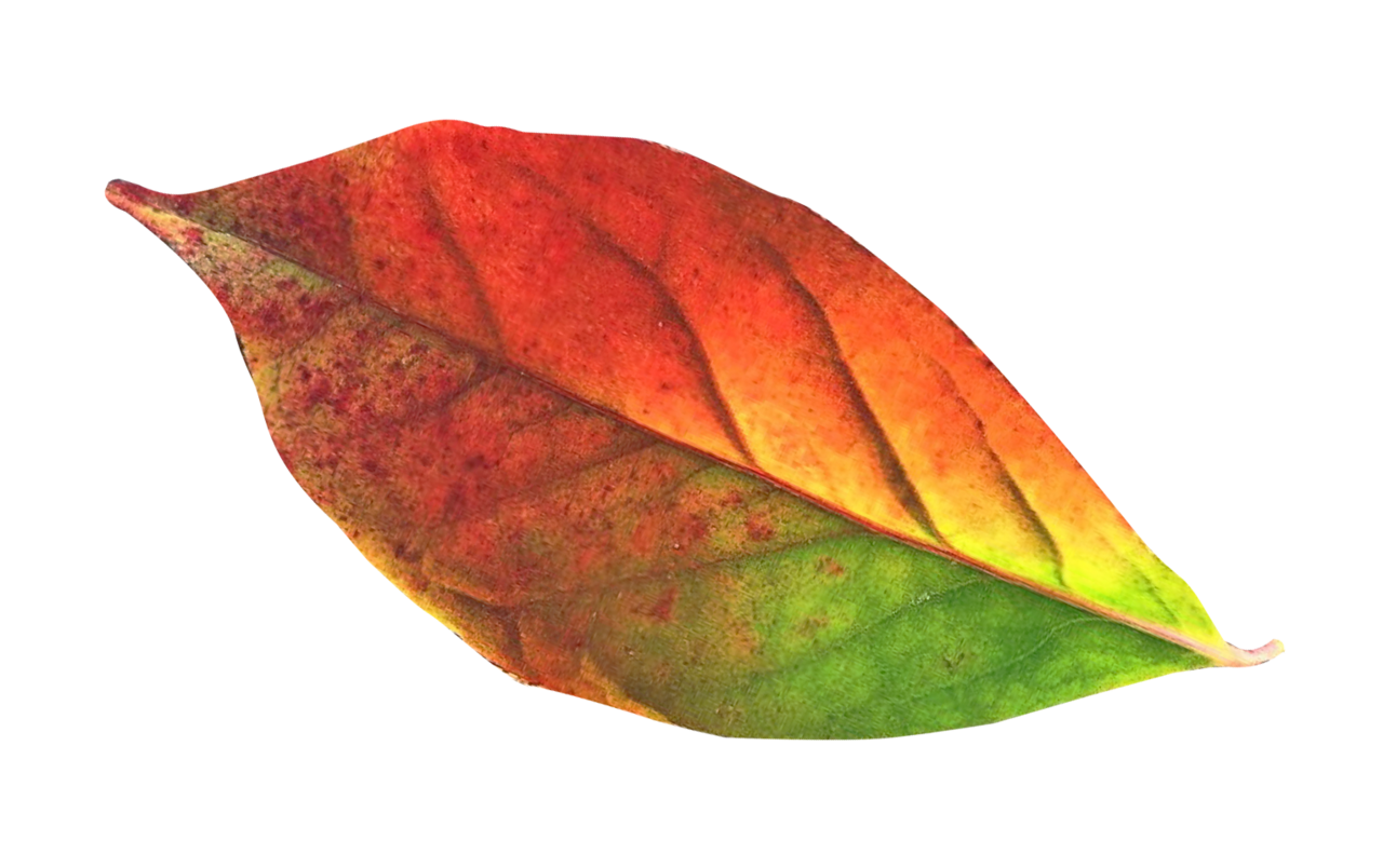 Autumn leaf image leaves fall template clipart