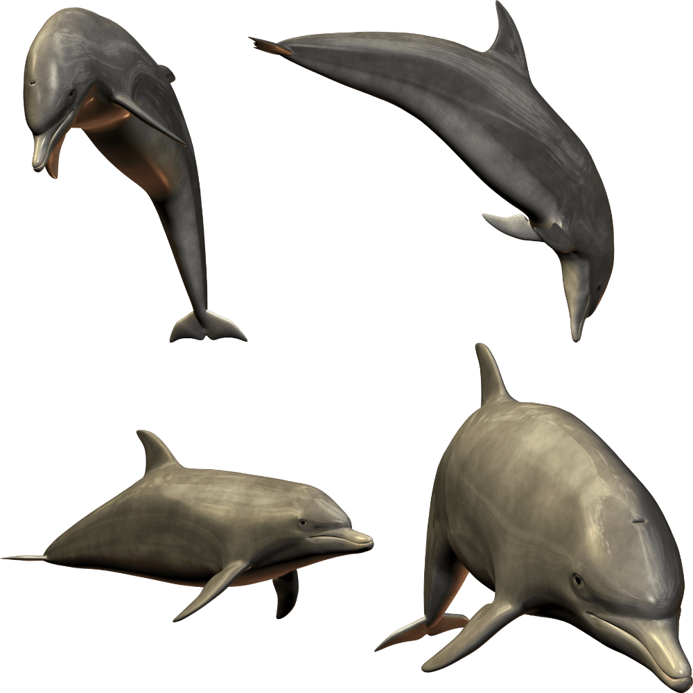 Dolphin images hd photo clipart