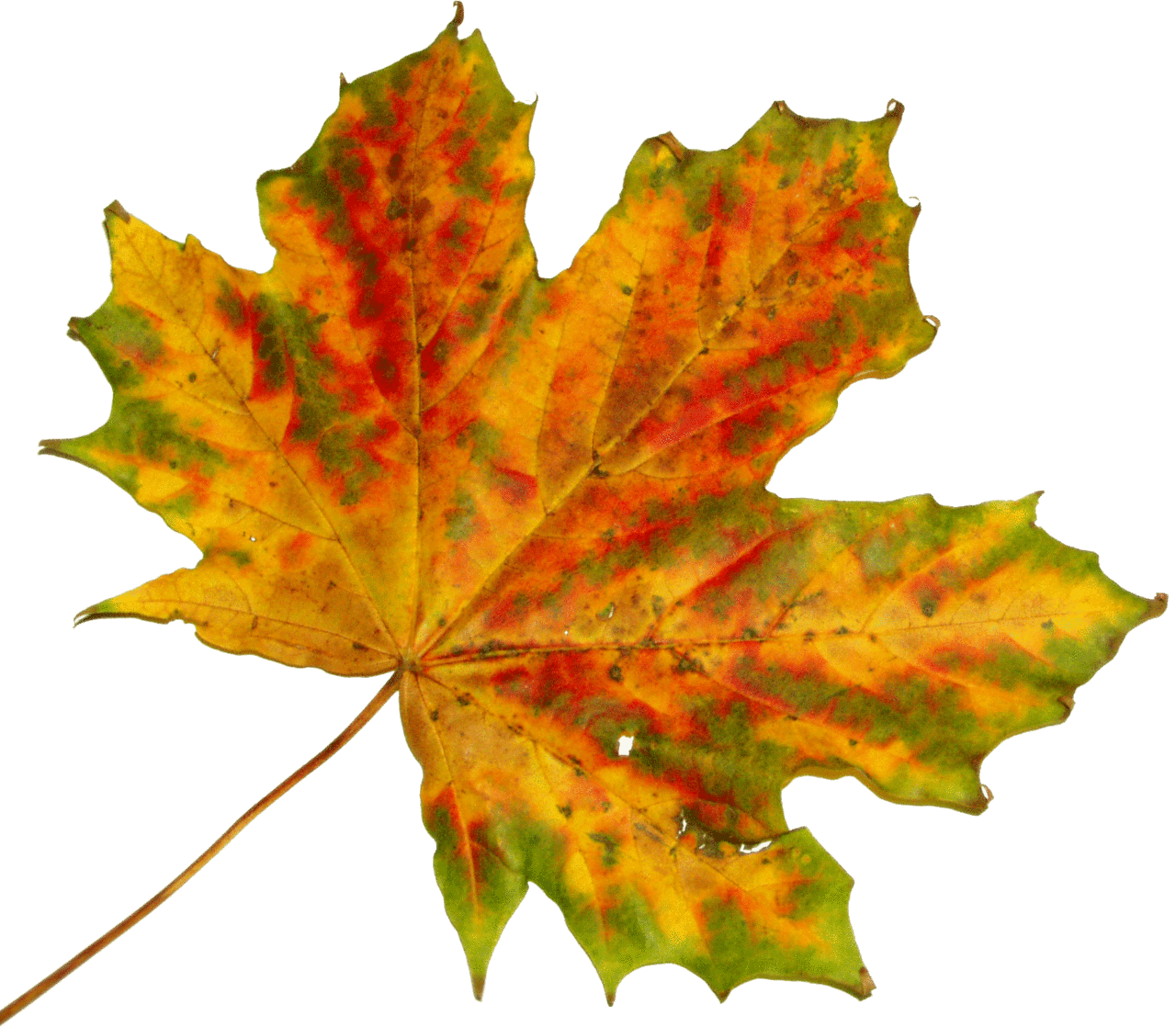 Fall leaf sprout clipart background