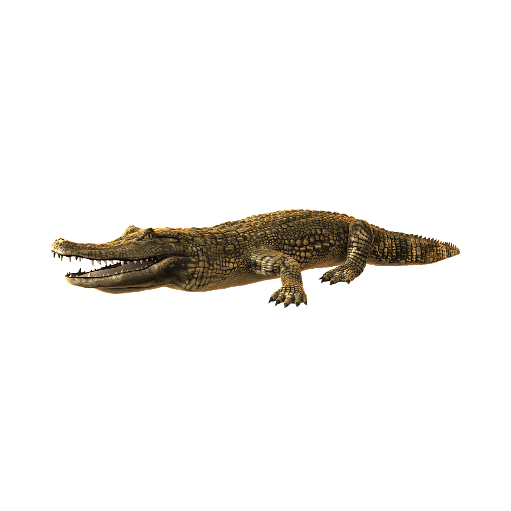 Alligator images hd photo clipart 3