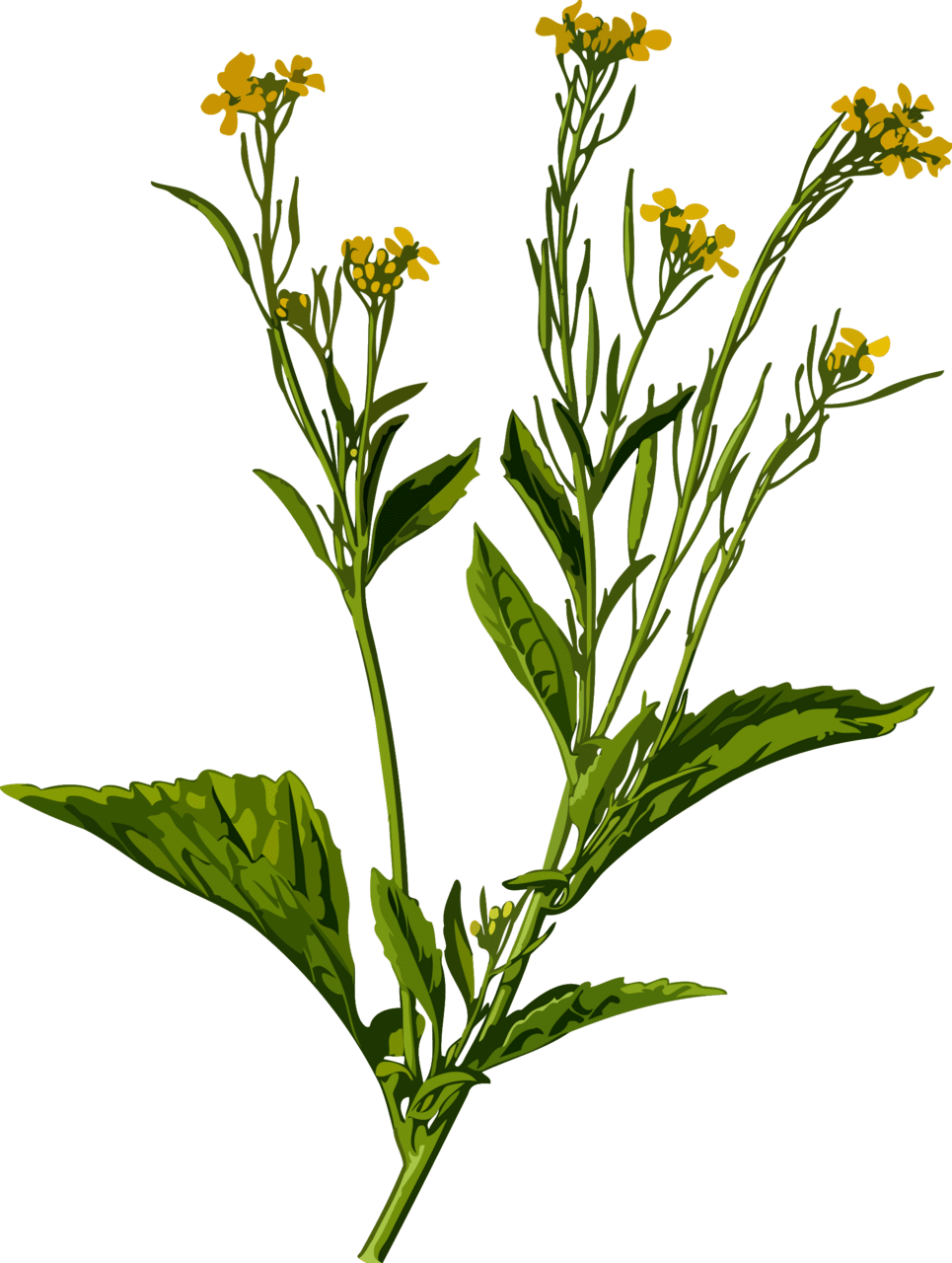 Plant mustard greens low resolution clipart free