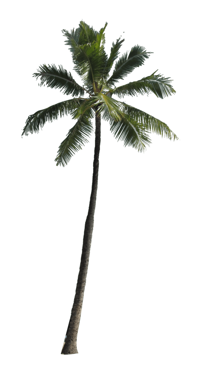 Palm tree pin page clipart image 2