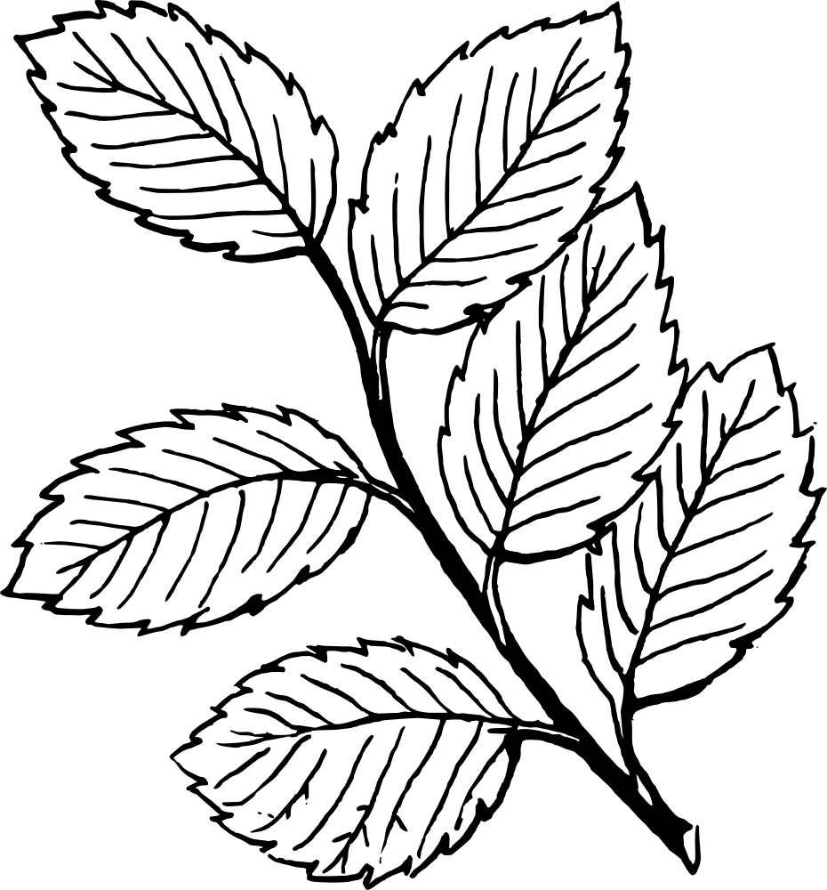 Labels clipart leaves image