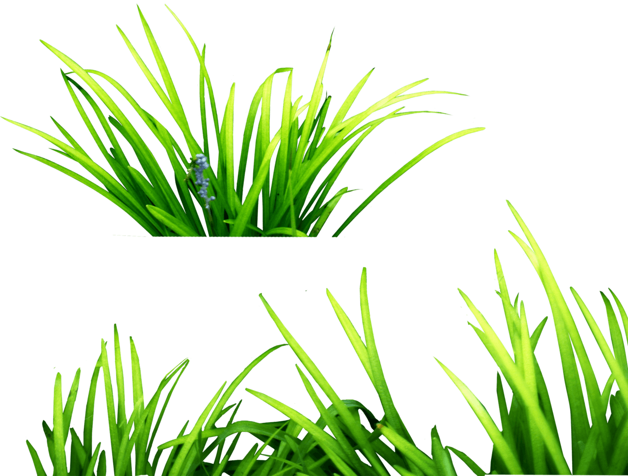 Green grass clipart background