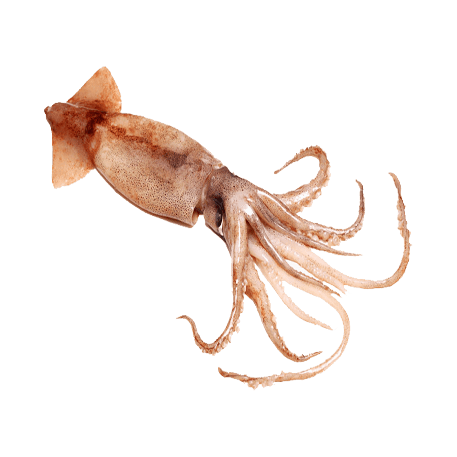 Octopus colossal squid images hd photo clipart 2