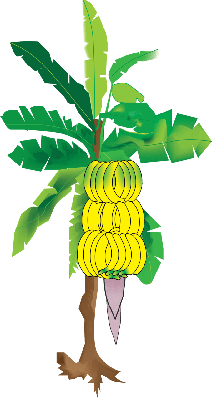 Banana pin page clipart transparent 2