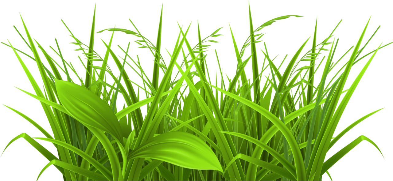 Leaves clipart grass leaf picture