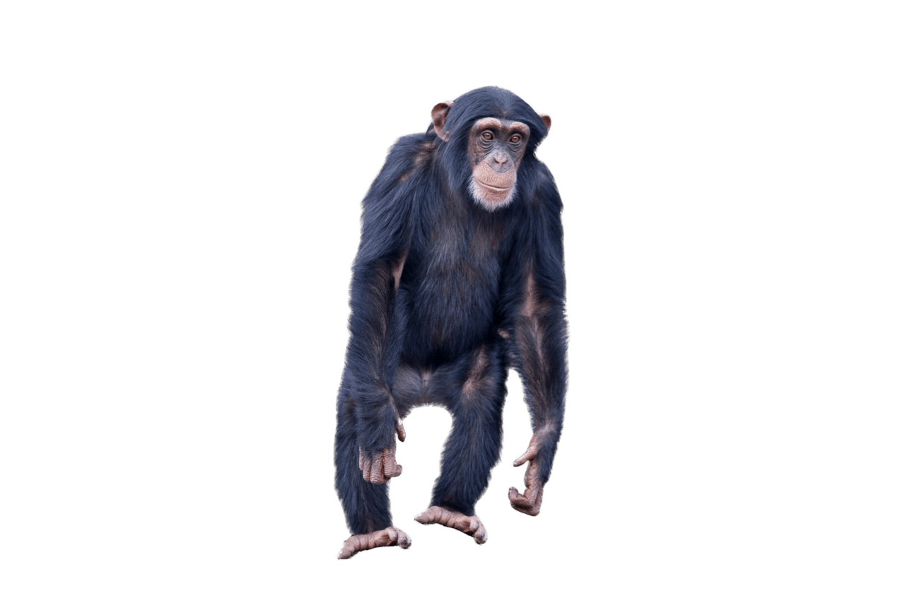 Monkey standing clipart free