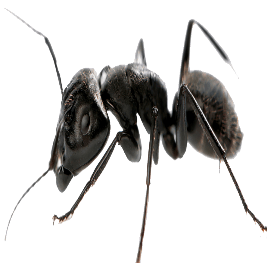 Carpenter ant images hd photo clipart