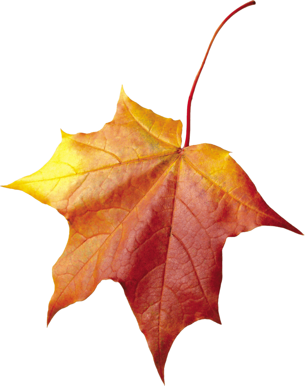 Autumn leaves leaf image for clipart