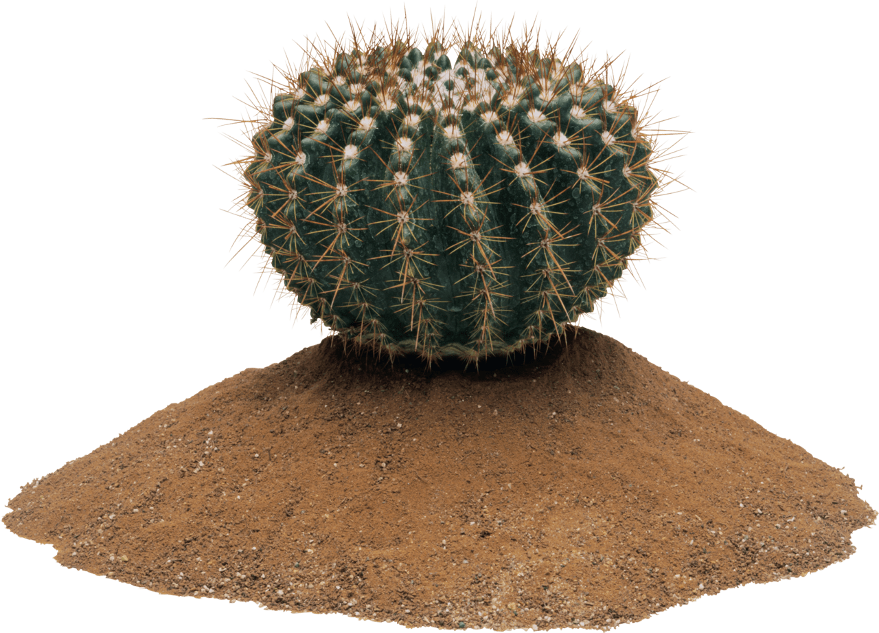 Cactus clipart logo 2