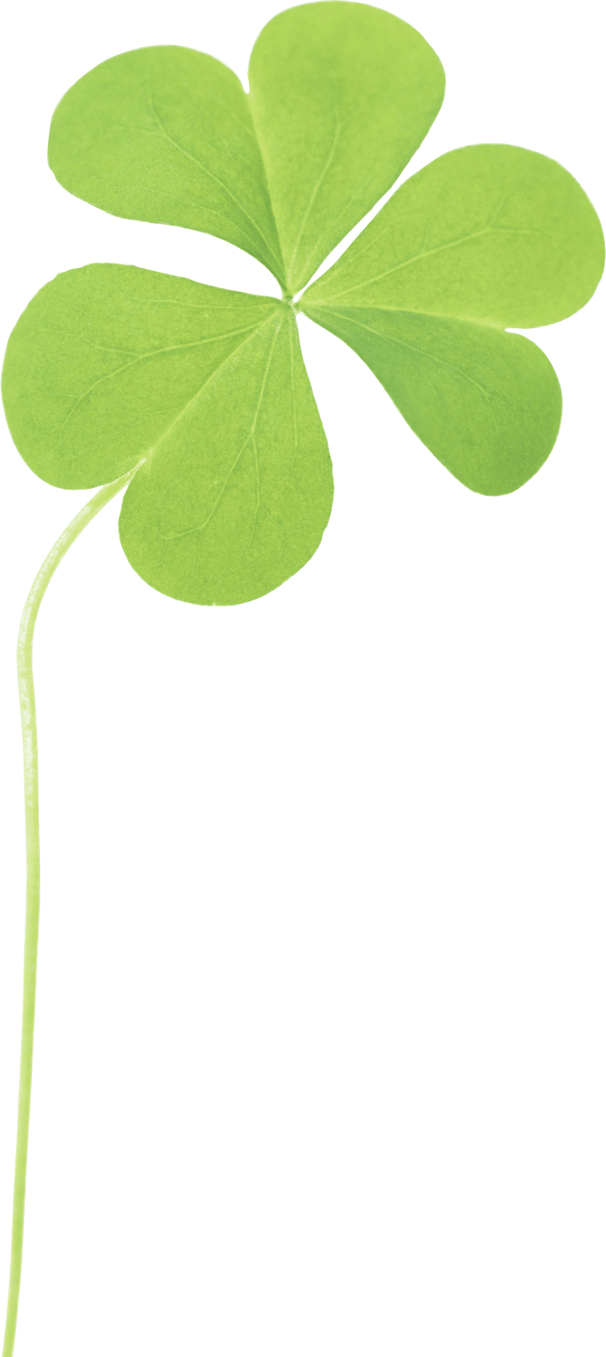 Leaf clover image for clipart