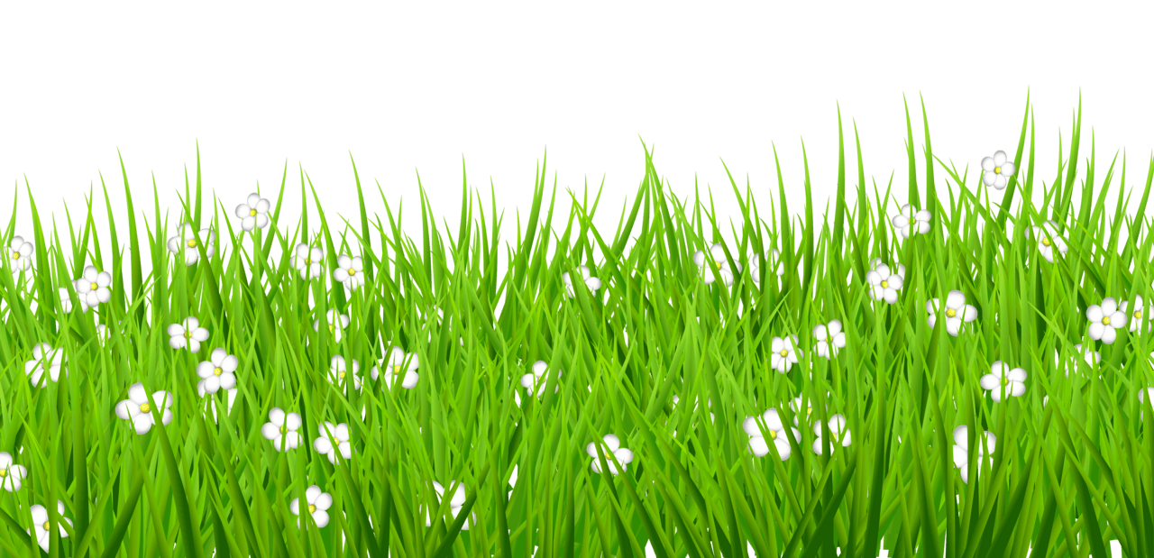 Spring grass with white flowers clipart clip art