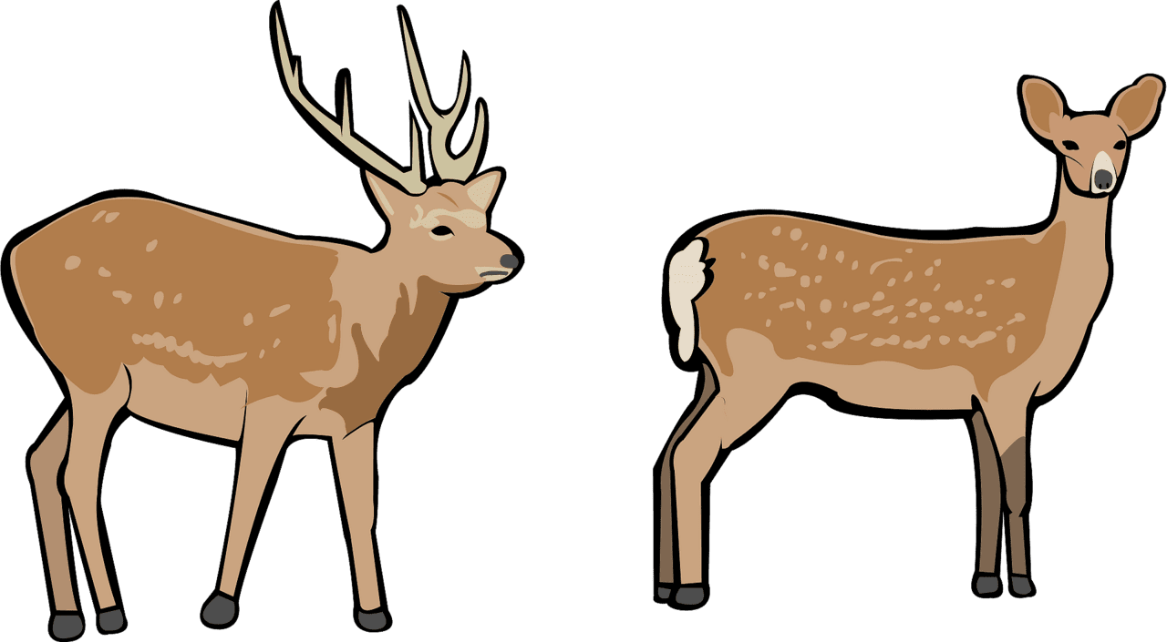 Deer buck and doe im gen predise adas vectorial gratuitas en creazilla clipart