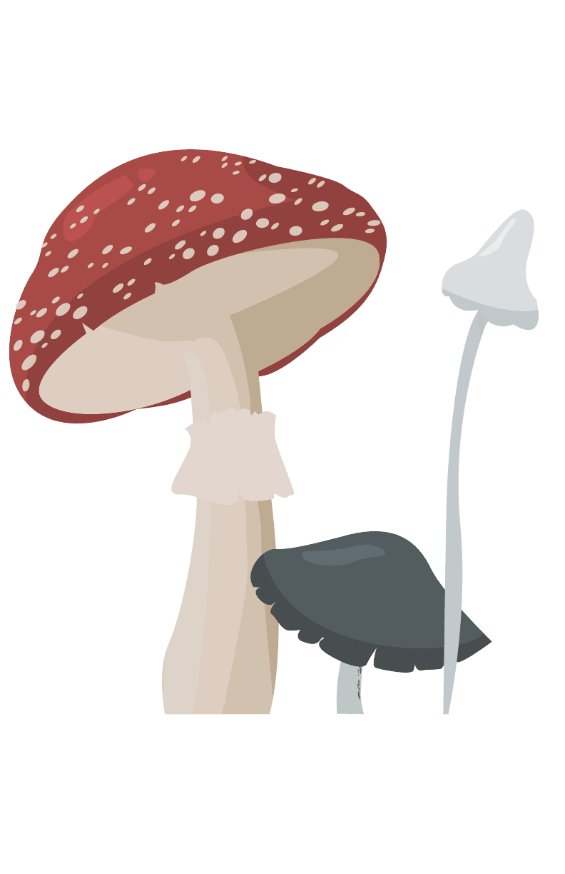 Mushroom page clipart background