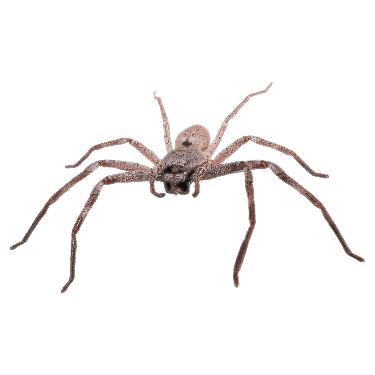 Huntsman spider images hd photo clipart