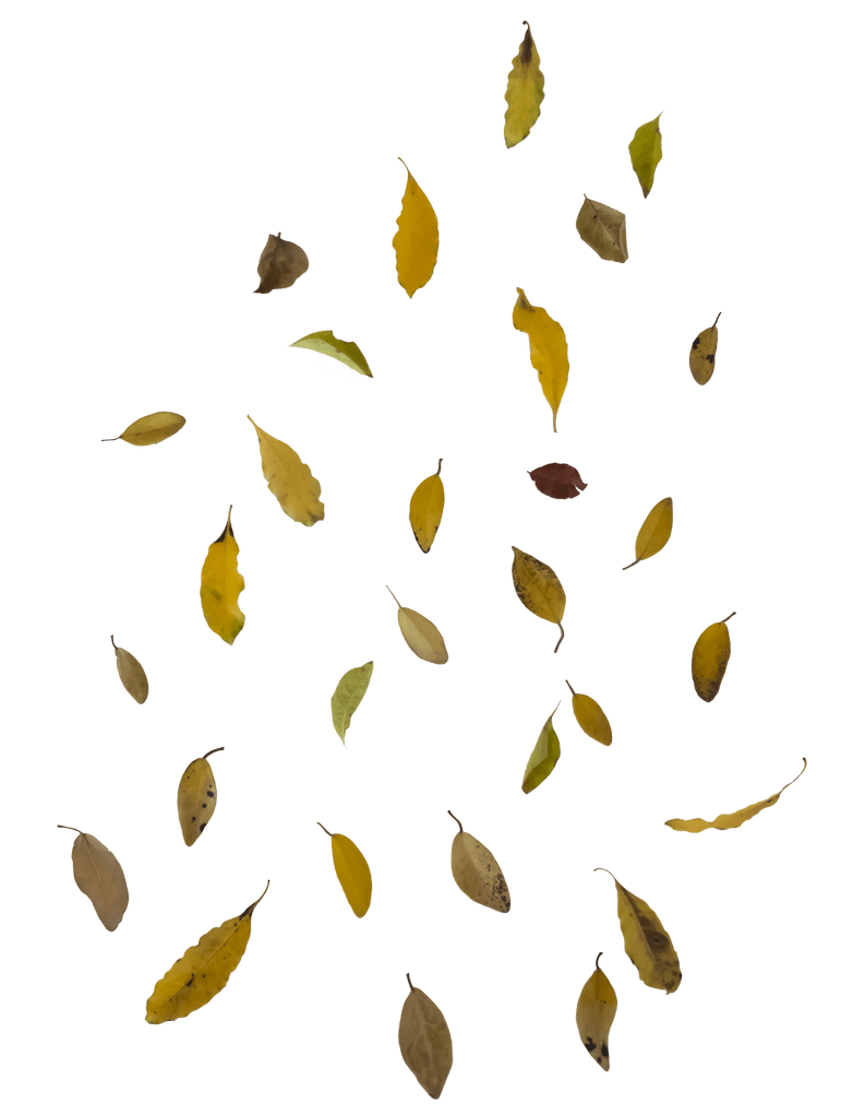 Fall leaves falling leaf overlay to use by kibblywibbly deviantart autumn overlays photoshop clipart