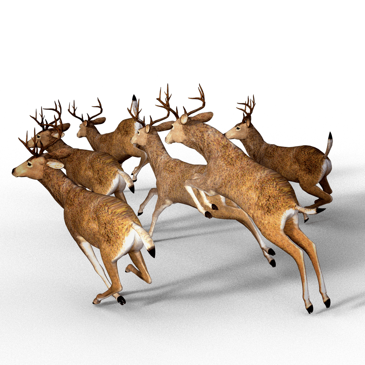 Deer pack damm wild antler image clipart