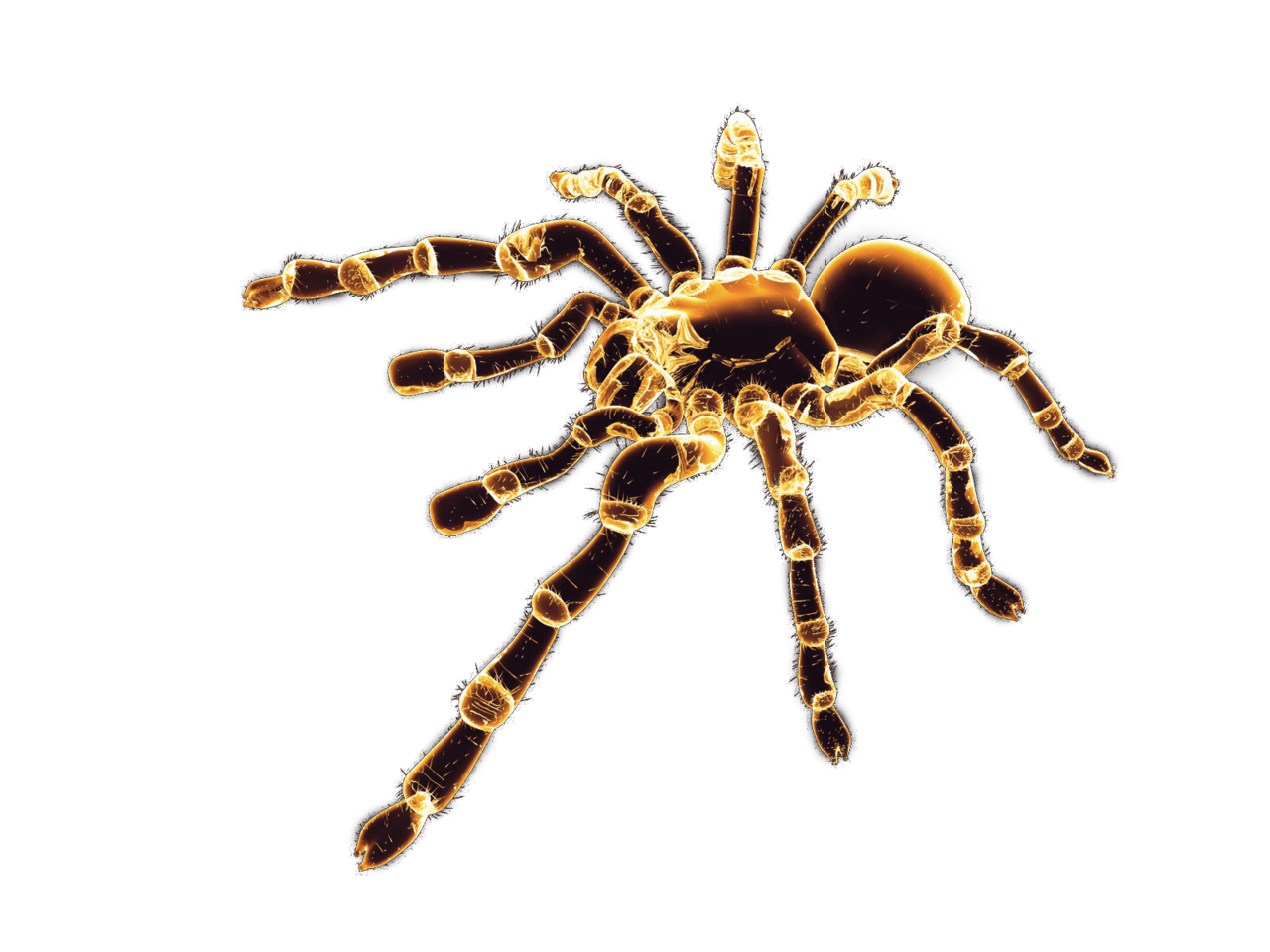 Spider clipart logo