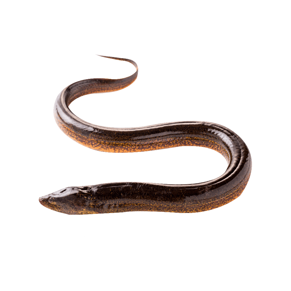 Snake electric eel images hd photo clipart