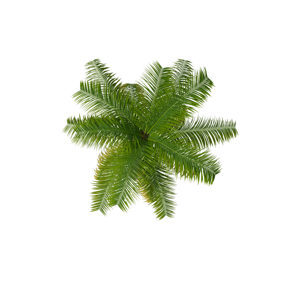 Palm tree top clipart background