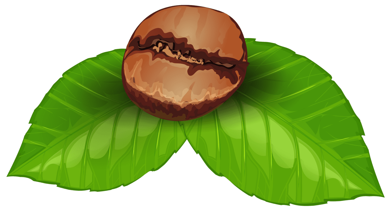 Coffee bean clipart image