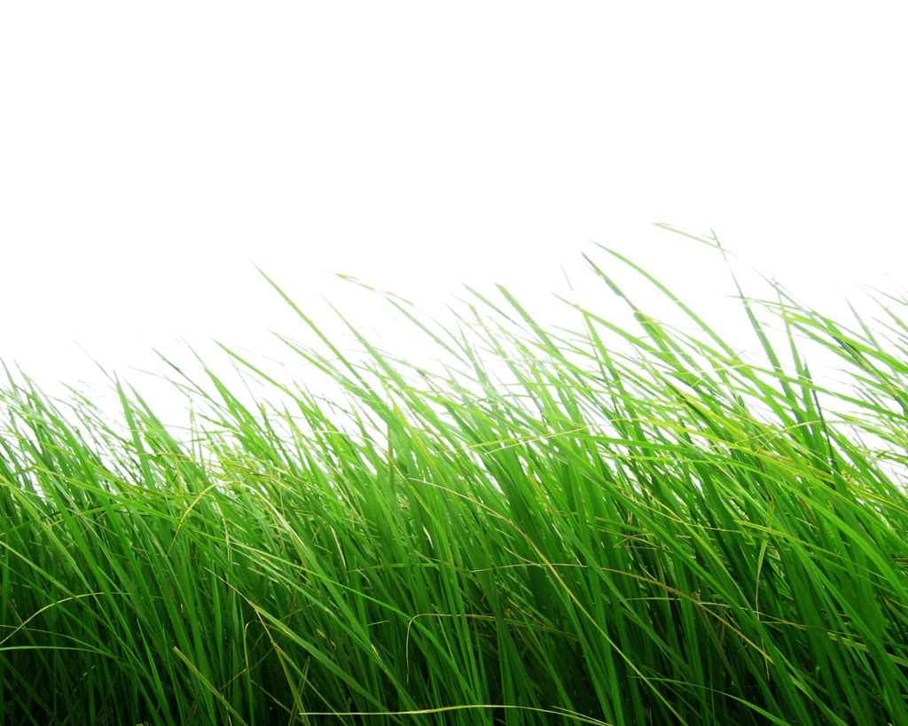 High grass clipart free