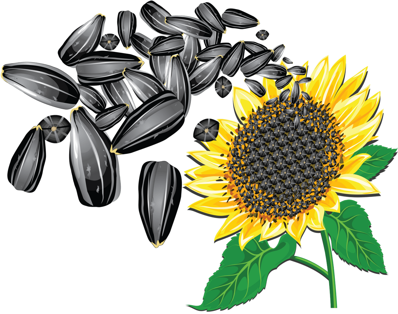 Sunflower seeds clipart image