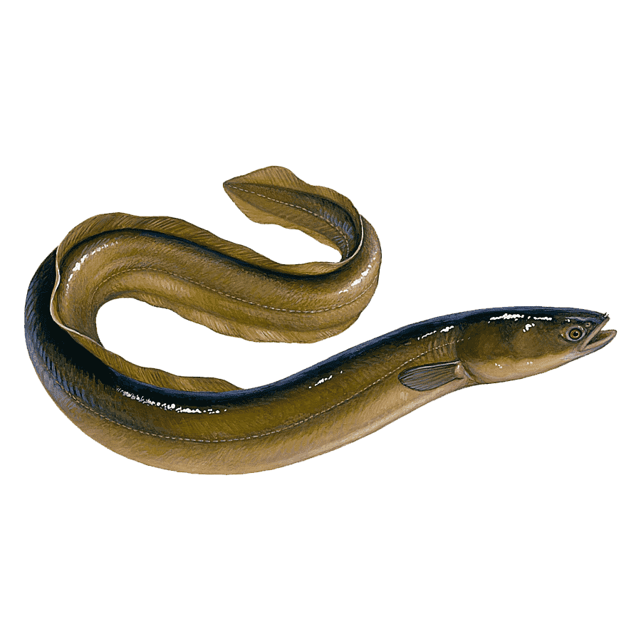 Snake electric eel images hd photo clipart 3