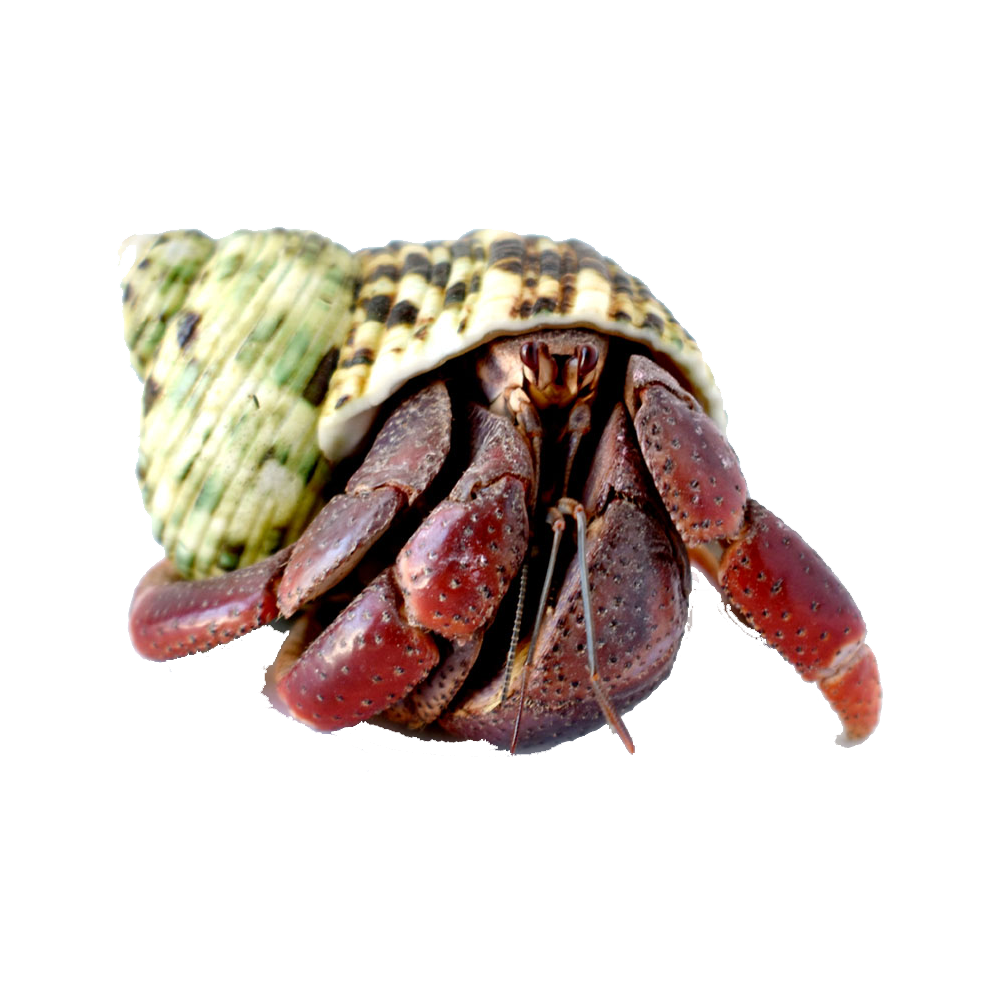 Hermit crab images hd photo clipart