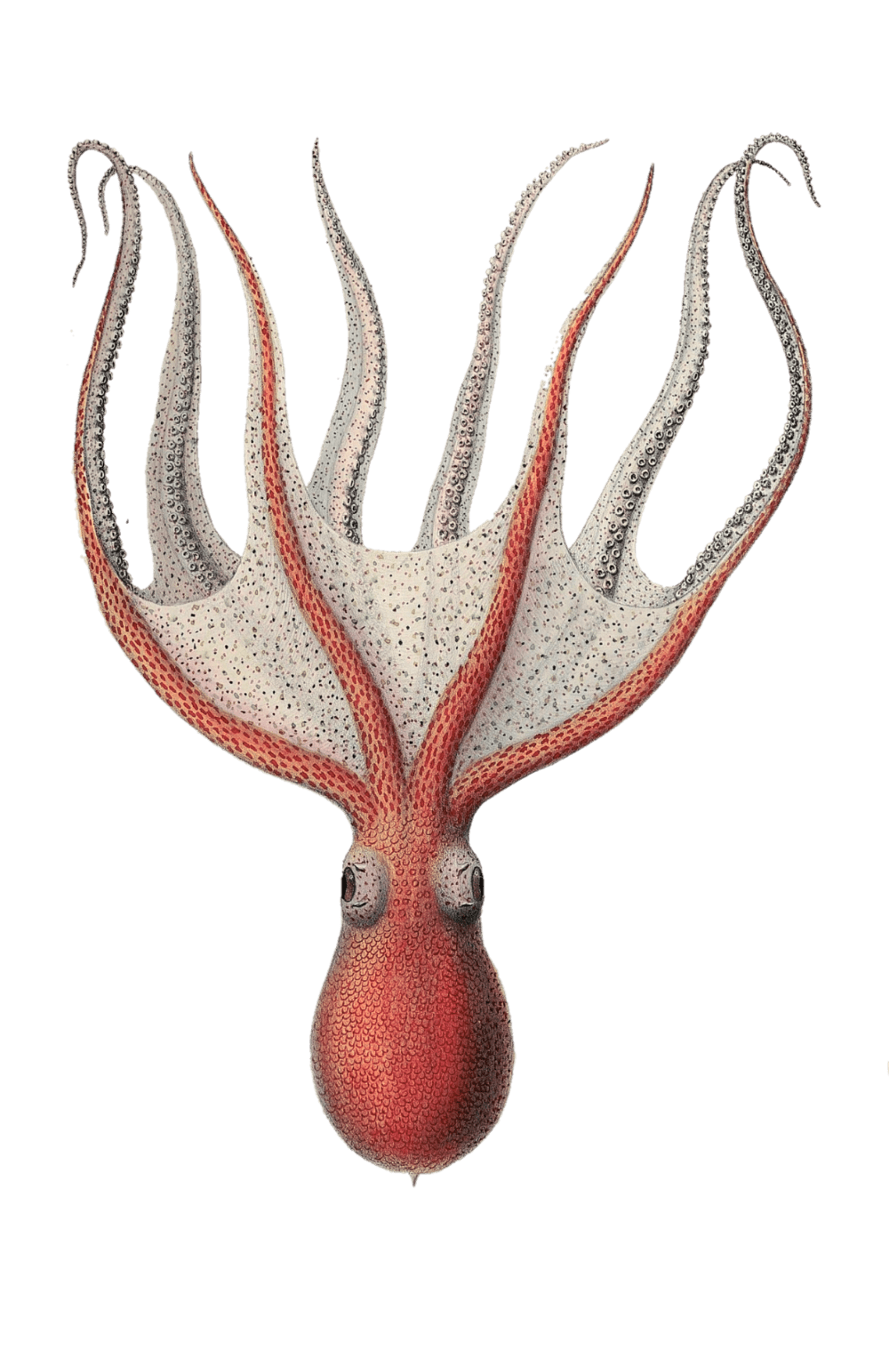 Squid octopus myth of seafaring photo pictures clipart